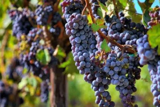 葡萄吃多了會上火嗎?孕期可以吃葡萄嗎?