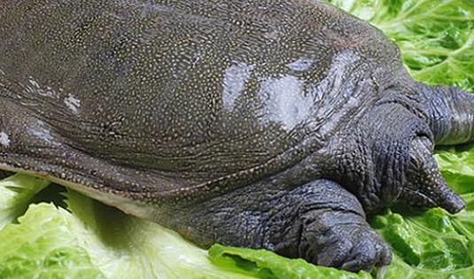 甲魚的熱量高嗎?甲魚不宜和什么東西一起吃?