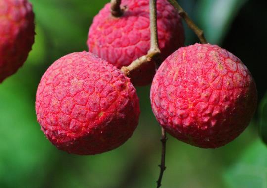 荔枝和小龍蝦一起吃會怎么樣?吃荔枝上火可以喝綠豆湯嗎?