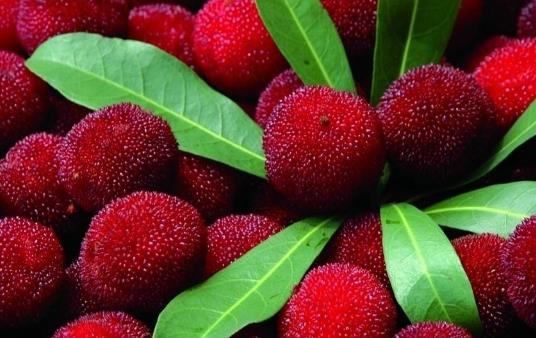 泡過(guò)酒的楊梅可以吃嗎?泡過(guò)酒的楊梅有哪些好處?