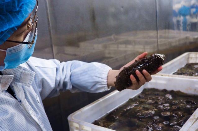 品質溯源,同仁堂健康匠心守護海參的每一道工序