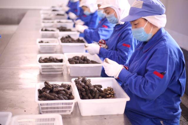 品質溯源,同仁堂健康匠心守護海參的每一道工序