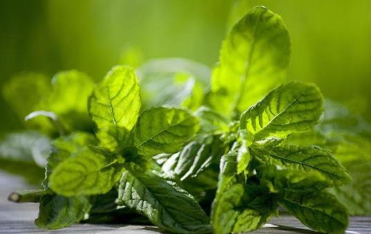 孕婦可以吃薄荷嗎?新鮮的薄荷可以直接吃嗎?