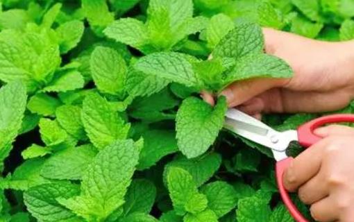 薄荷不能和什么一起吃?吃薄荷有哪些好處?