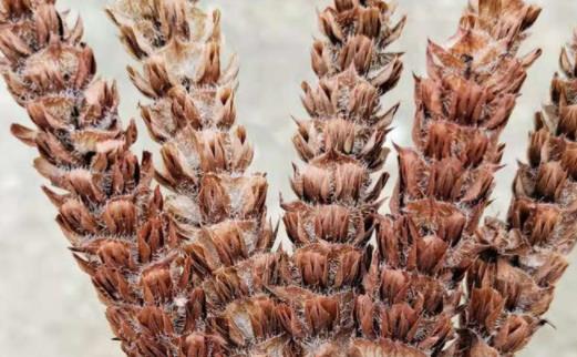 夏枯草和夏枯球的作用哪個好喝 夏枯草會推遲月經嗎