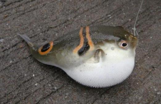 河豚有毒嗎?吃河豚有什么好處?