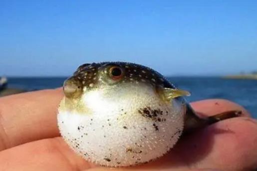 河豚有毒嗎?吃河豚有什么好處?