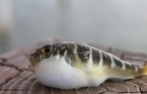 河豚有毒嗎?吃河豚有什么好處?