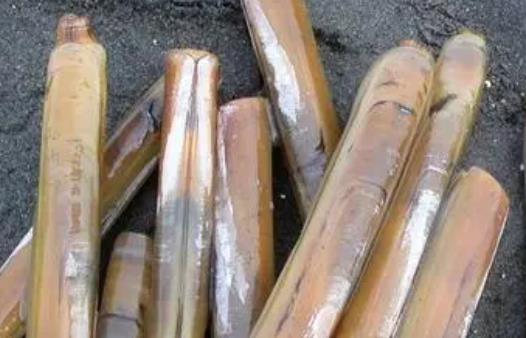 孕婦可以吃竹蟶嗎?竹蟶有哪些功效?