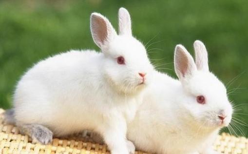 吃兔肉會(huì)導(dǎo)致兔唇嗎 兔肉不能和什么一起吃