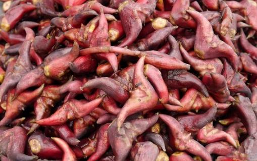 菱角煲湯需要去皮嗎 煮熟的菱角可以冷凍儲存嗎