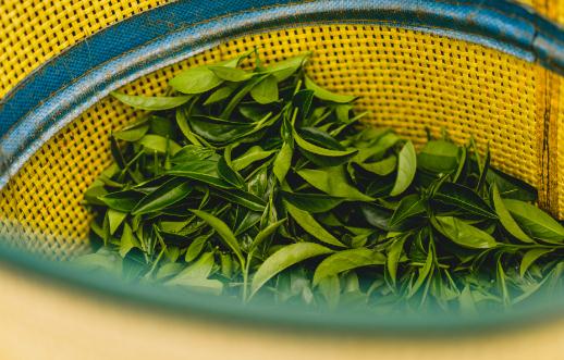 女人經常喝烏龍茶好嗎 烏龍茶怎么喝減肥最快