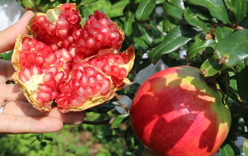 軟籽石榴不吐籽有影響嗎 軟籽石榴和硬籽石榴的區(qū)別