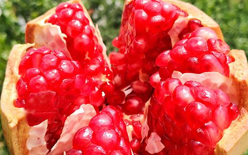 軟籽石榴不吐籽有影響嗎 軟籽石榴和硬籽石榴的區(qū)別