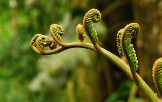 皮膚過敏能吃蕨菜嗎?經期能吃蕨菜嗎?