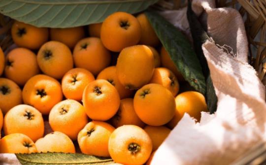 枇杷幾天會壞?枇杷怎么保存時間長?