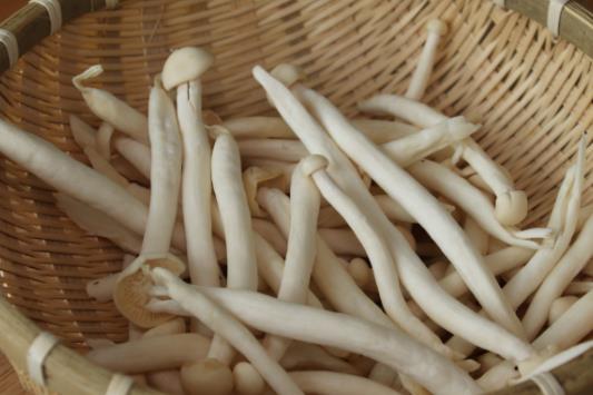 經(jīng)期可以吃海鮮菇嗎?海鮮菇不宜和什么一起吃?