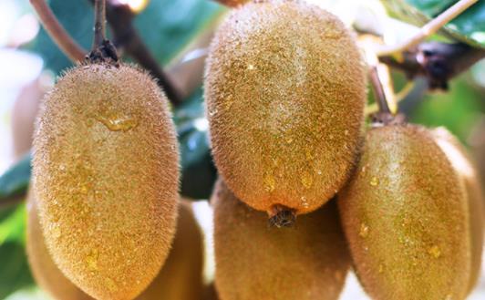 獼猴桃壞了一點點其他部位可以吃嗎 獼猴桃壞了的癥狀