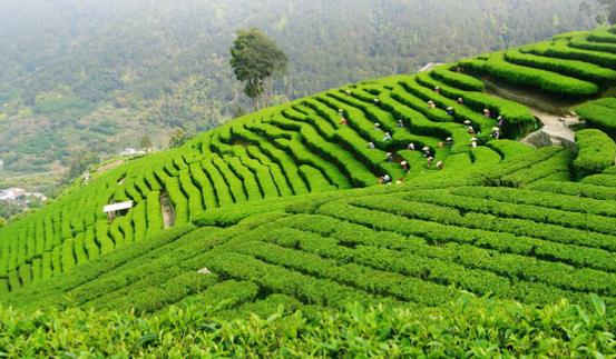 都勻毛尖是哪里生產的茶葉 要怎么保存都勻毛尖綠茶