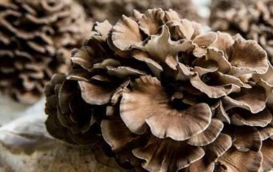 孕婦可以吃灰樹花嗎?灰樹花有哪些功效?