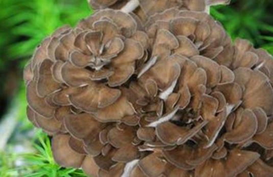 孕婦可以吃灰樹花嗎?灰樹花有哪些功效?