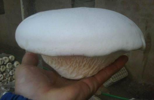 糖尿病可以吃白靈菇嗎?吃白靈菇有哪些好處?