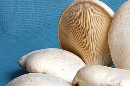 糖尿病可以吃白靈菇嗎?吃白靈菇有哪些好處?