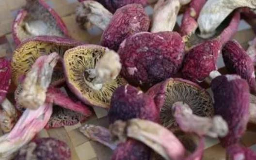 紅菇可以經(jīng)常吃嗎?吃紅菇有哪些功效?
