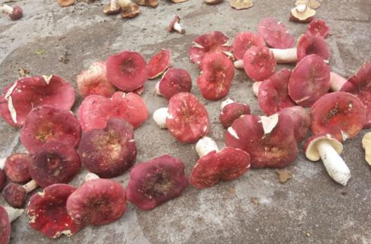 寶寶可以吃紅菇嗎?紅菇有哪些營養價值?