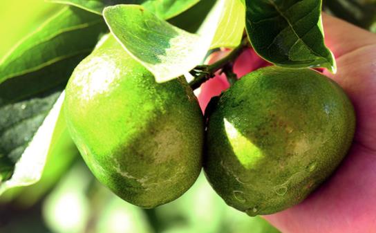 皇帝柑的功效與作用上火不 皇帝柑和沃柑的區(qū)別呢