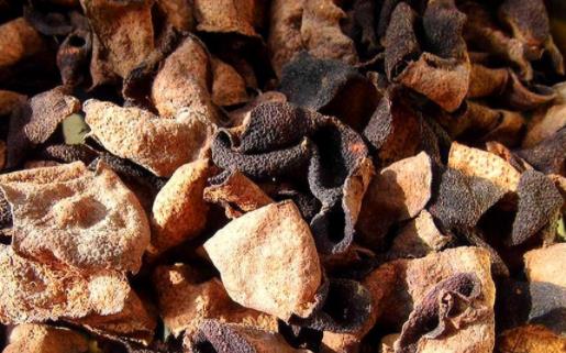 陳皮生蟲了還能用嗎 陳皮如何保存才不生蟲