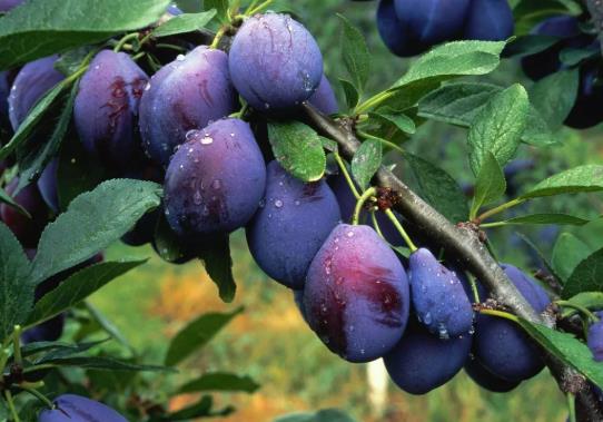 西梅皮可以吃下去嗎?西梅是熱性的還是涼性的?