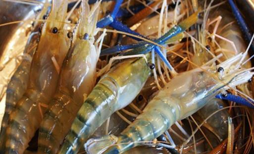 羅氏蝦含碘嗎 羅氏蝦找不到蝦線怎么辦