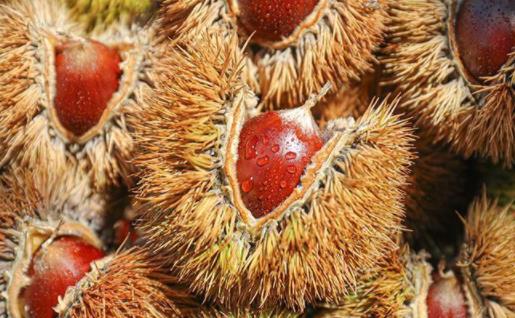 板栗是煮著好吃還是蒸著好吃 板栗吃生的有營養還是熟的有營養