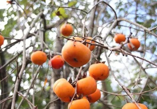 男人吃柿子有益還是有害?柿子和什么一起吃會得結(jié)石