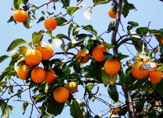 吃柿子喝牛奶胃不舒服怎么辦?吃柿子多久以后可以喝酒