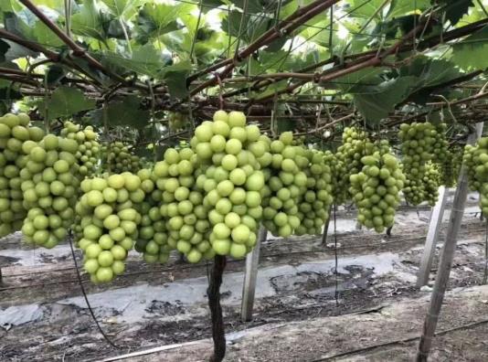 陽光玫瑰是提子還是葡萄?陽光玫瑰太甜了會不會糖分太高