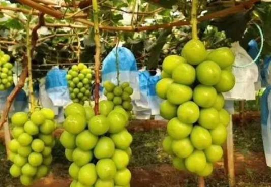 陽光玫瑰為什么有的有籽有的沒有籽?為什么陽光玫瑰葡萄有黑點