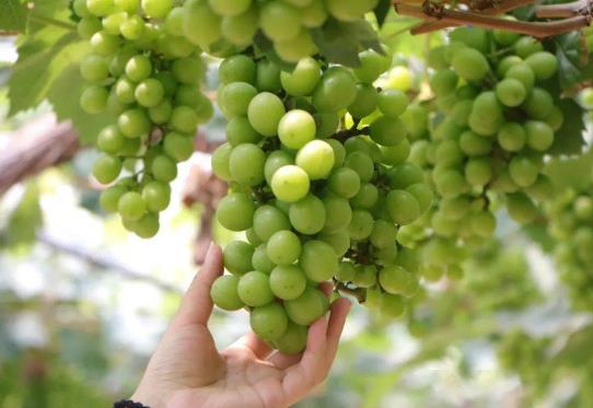 陽光玫瑰是不是轉基因水果?陽光玫瑰吃多了會長胖嗎