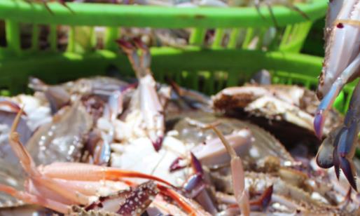 從冰箱里拿出來(lái)的螃蟹可以直接吃嗎 螃蟹蒸到什么樣才算熟