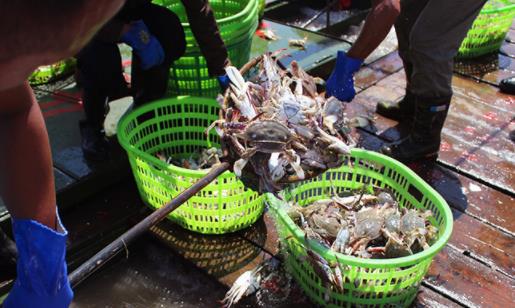 從冰箱里拿出來(lái)的螃蟹可以直接吃嗎 螃蟹蒸到什么樣才算熟