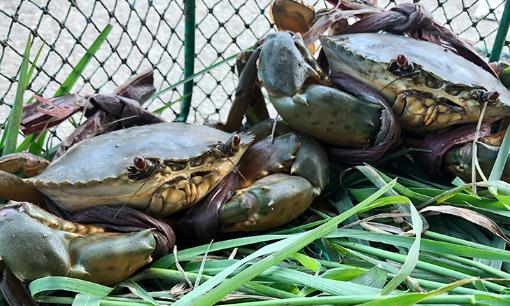 螃蟹和什么一起搭配吃最好 螃蟹吃完不舒服怎么辦