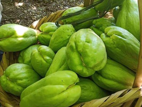 佛手瓜發芽了該怎樣弄成盆栽?佛手瓜切開里面變色還能吃嗎