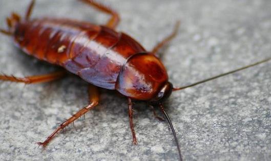 蟑螂爬過的食物吃了會怎么樣 蟑螂爬過的碗筷怎么處理