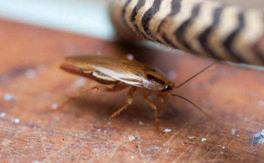 ������^��ʳ����˕���ô�� ������^�������ô̎��