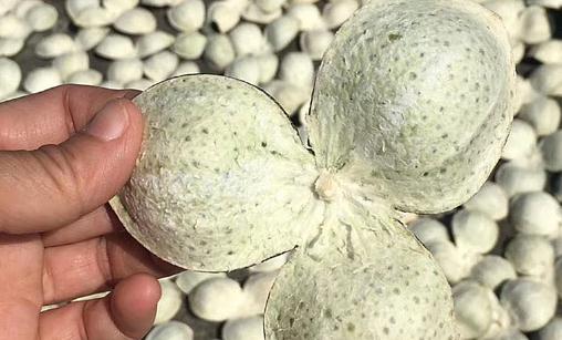 陳皮泡水一周喝幾次好 一年的陳皮喝著效果好嗎