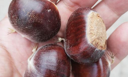 空氣炸鍋加熱板栗要放油嗎 空氣炸鍋烤板栗會爆炸嗎