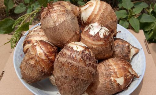 為什么刮芋頭手會癢 芋頭怎么刮皮不癢