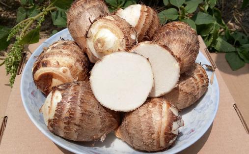 為什么刮芋頭手會癢 芋頭怎么刮皮不癢