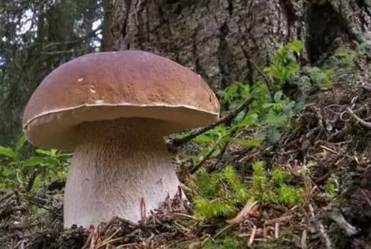 ?哺乳期可以吃牛肝菌嗎?牛肝菌有哪些做法?